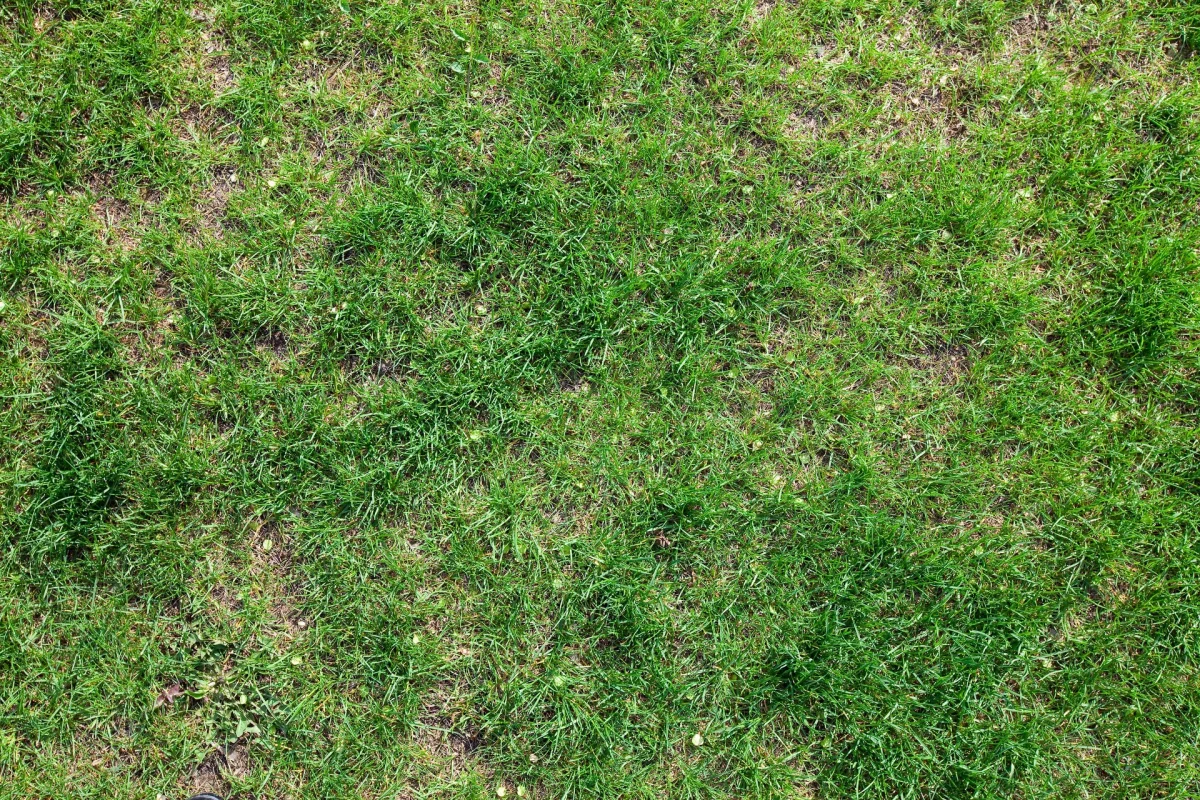 Tręšti, pjauti ar aeruoti veją? Teisinga vejos priežiūros tvarka