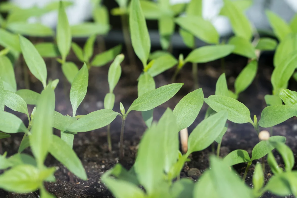 Savo pomidorai ir paprikos ant palangės. Aukso taisyklės, kad daigai „nebėgtų“ į viršų