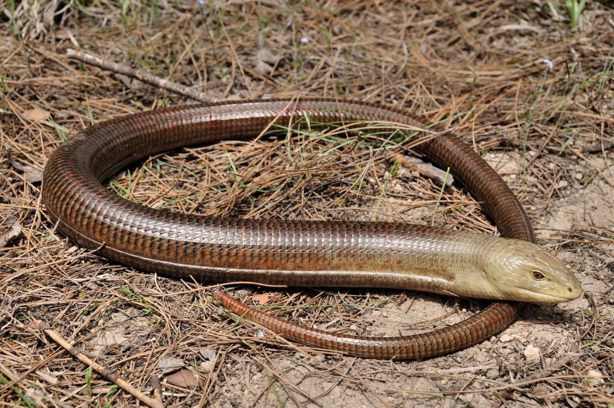 Pavasario pasivaikščiojimų metu saugokitės padalų. Šios bekojės driežės dažnai painiojamos su gyvatėmis