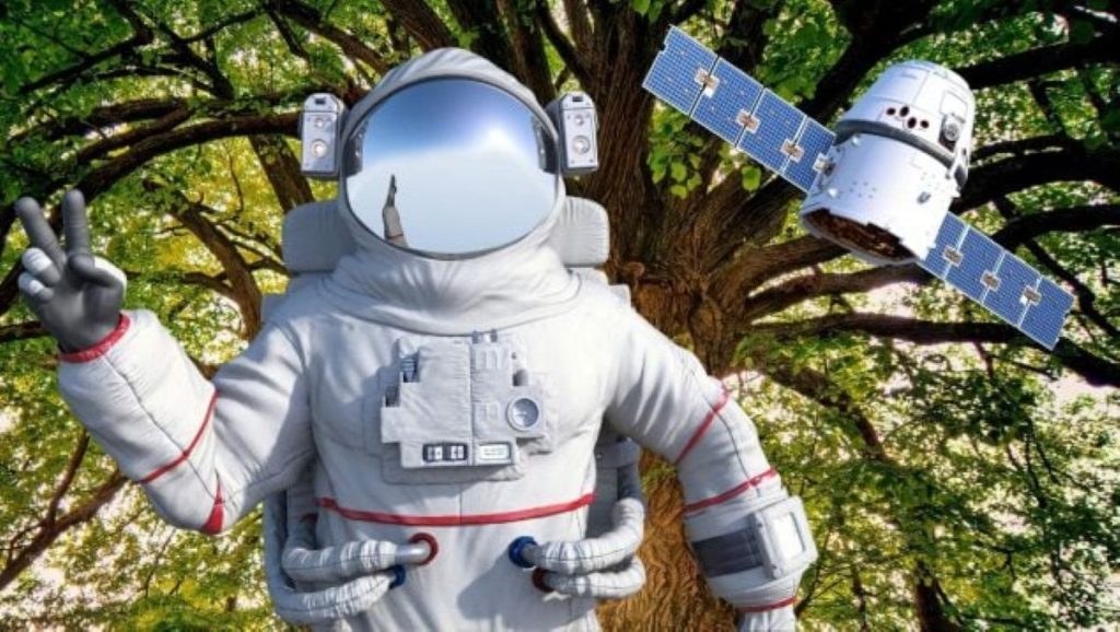 Biologai negali patikėti: Teksase auga medis iš sėklos, kuri „Artemis I“ misijos metu nukeliavo toliau nei Mėnulis