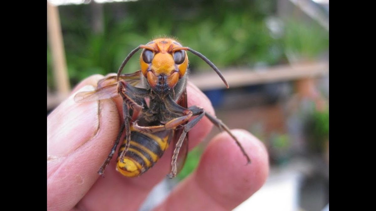 Azijos kamanė plinta ir čia – praneškite apie ją ir padėkite aplinkai