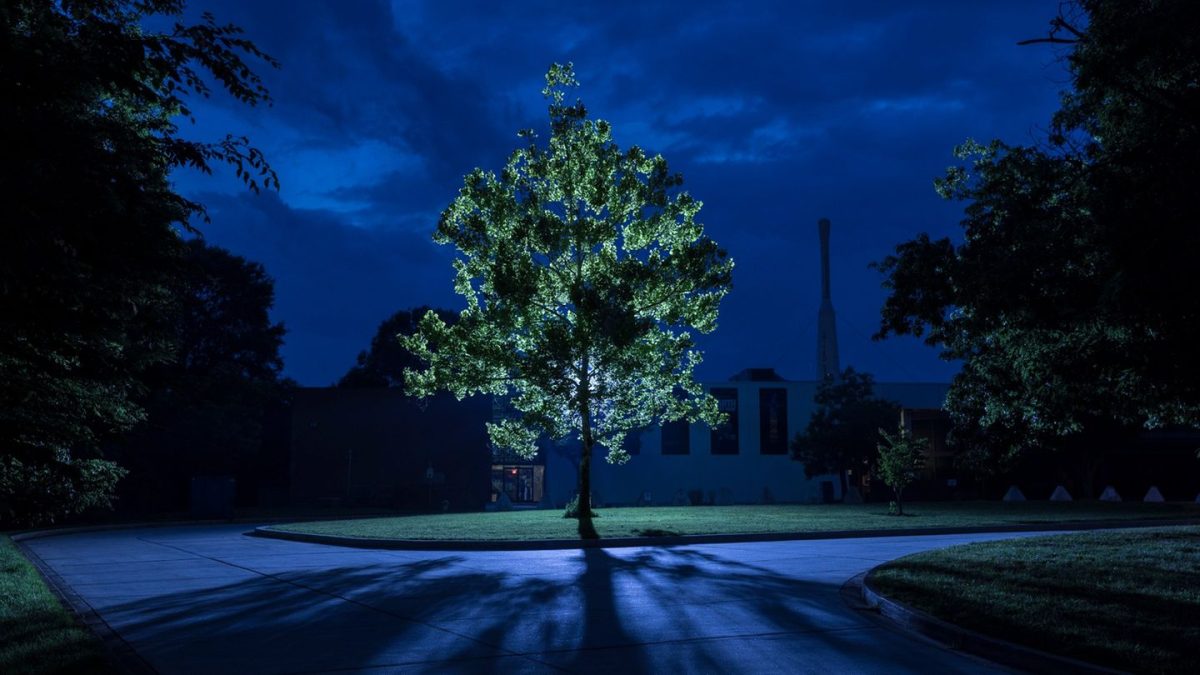 Biologai negali patikėti: Teksase auga medis iš sėklos, kuri „Artemis I“ misijos metu nukeliavo toliau nei Mėnulis