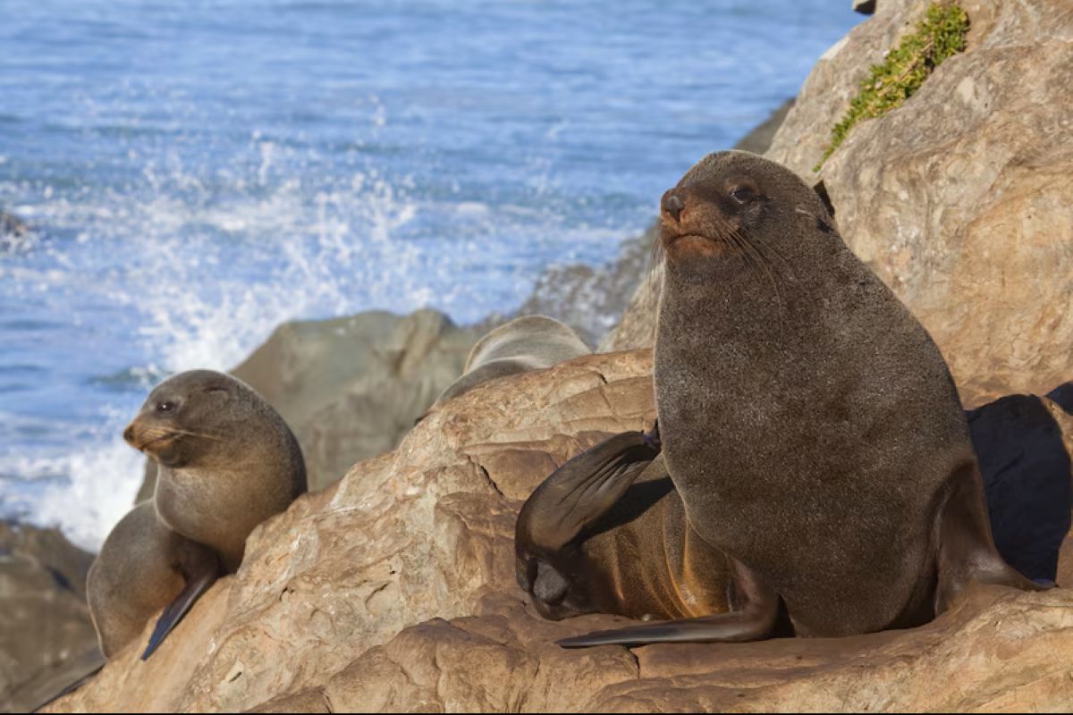 Antarktidos simbolis pavojuje: dėl klimato atšilimo imperatoriškasis pingvinas dabar oficialiai priskiriamas nykstančioms rūšims