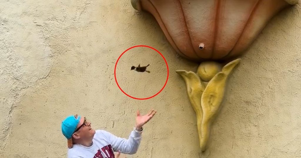 Ančiukai krenta ant akmenų, bet šis didvyris tai sustabdo