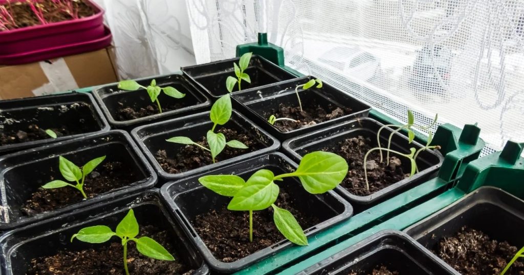 Savo pomidorai ir paprikos ant palangės. Aukso taisyklės, kad daigai „nebėgtų“ į viršų