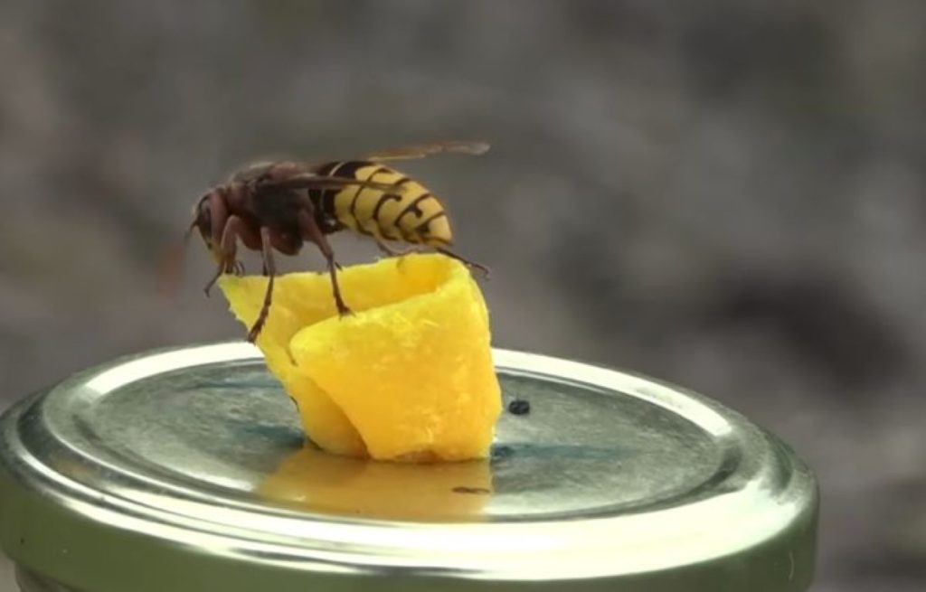 Azijos kamanė plinta ir čia – praneškite apie ją ir padėkite aplinkai